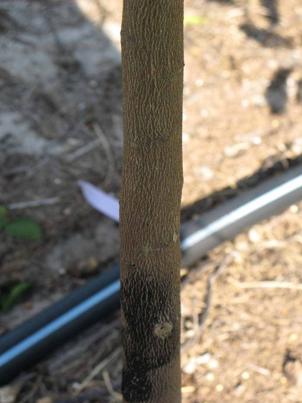              Bark (Winter Haven, FL)       